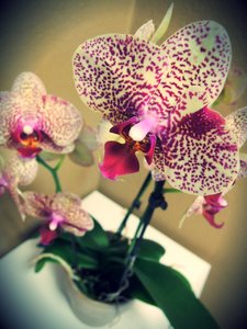 Alice Adventures Phalaenopsis Orchidee