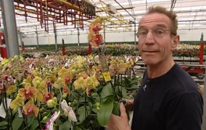 Rob Verlinden met Alice Adventures orchidee