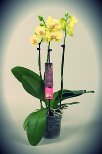 Alice Adventures orchidee phalaenopsis
