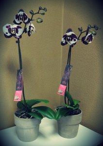 Alice Adventures Orchidee Phalaenopsis