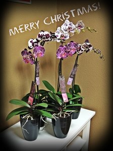 Merry Christmas Alice Adventures Orchids