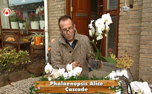Robs grote tuinverbouwing Alice orchidee phalaenopsis