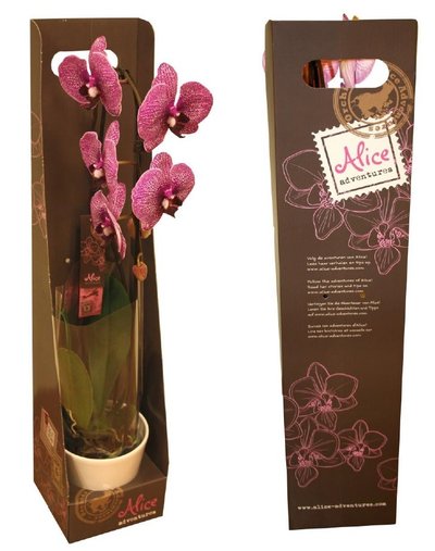 Alice Adventures orchidee in luxe geschenkverpakking