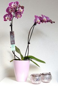 Alice Adventures orchidee