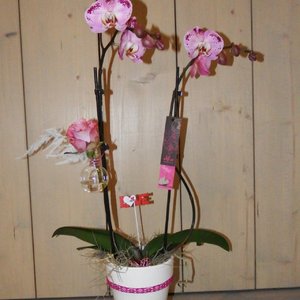 Alice Adventures Valentijn orchidee